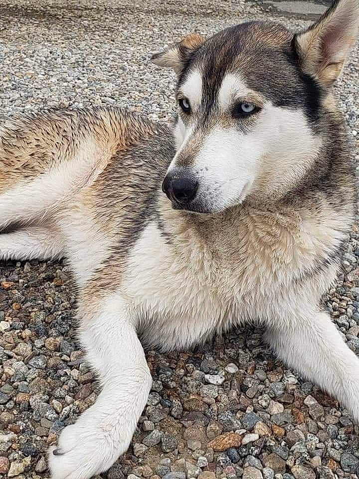 Sasha is registered to the contest to win money with this photo: ancient_dog_breeds, canidae, canis, carnivore, companion_dog, dog, dog_breed, fur, paw, puppy, siberian_husky, sled_dog, soil, sporting_group, tail, terrestrial_animal, whiskers, wolf, working_animal, working_dog