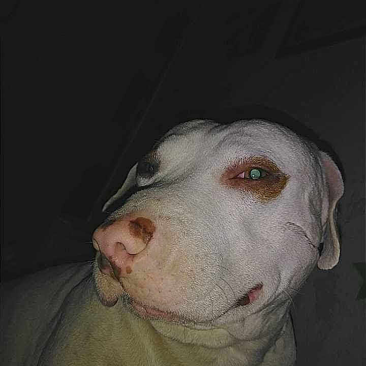 Bandit joined the competition — help win amazing prizes! animal, boxer, bulldog, canine, dog, face, greatdane, head, hound, labradorretriever, person, pet, photography, pitbull, pointer, portrait, puppy, sleeping, snout, whitedog