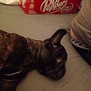 Mazikeen joined the competition — help win amazing prizes! dog, french_bulldog, pet, bed, bedding, cardboard_box, dr_pepper, soda_box, beverage, indoor, lying_down, close_up, brindle_coat, ear, human_partial, clothing, mattress, gray_shirt, sheet, relaxed