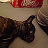 bed, bedding, beverage, brindle_coat, cardboard_box, close_up, clothing, dog, dr_pepper, ear, french_bulldog, gray_shirt, human_partial, indoor, lying_down, mattress, pet, relaxed, sheet, soda_box