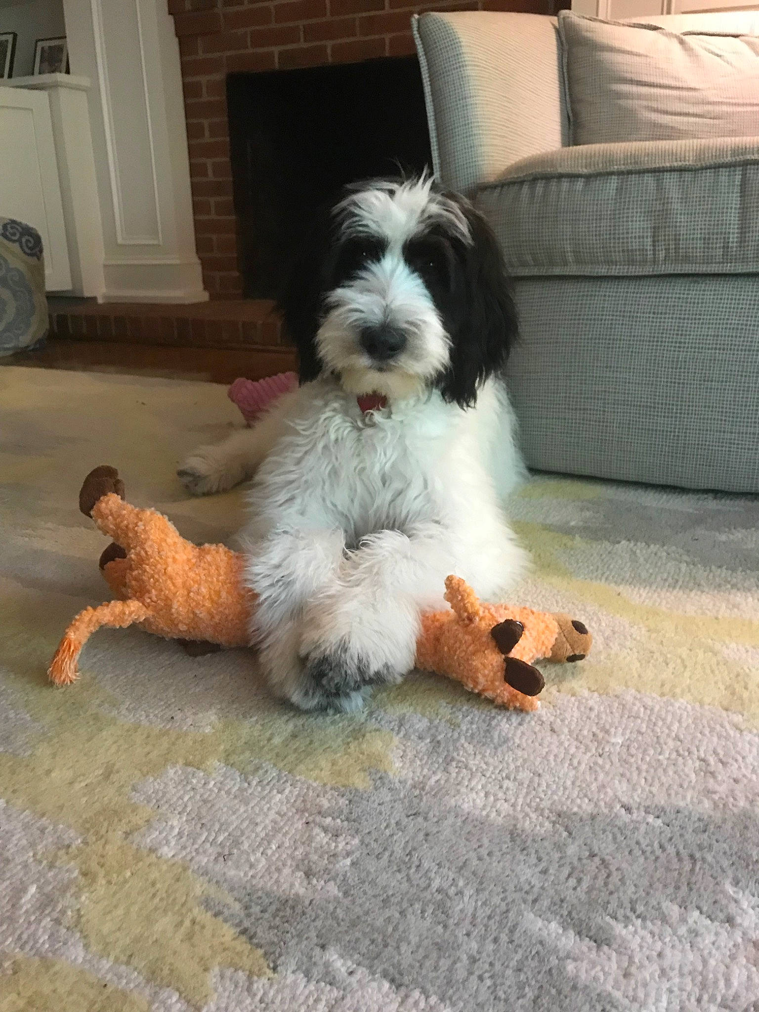 Mila is registered to the contest to win money with this photo: briquet_griffon_vendeen, canidae, carnivore, cavapoo, cockapoo, companion_dog, dog, dog_breed, grand_basset_griffon_vendeen, kyi_leo, mammal, petit_basset_griffon_vendeen, polish_lowland_sheepdog, puppy, rare_breed_dog, romanian_mioritic_shepherd_dog, shih_tzu, sporting_group, tibetan_terrier, vertebrate