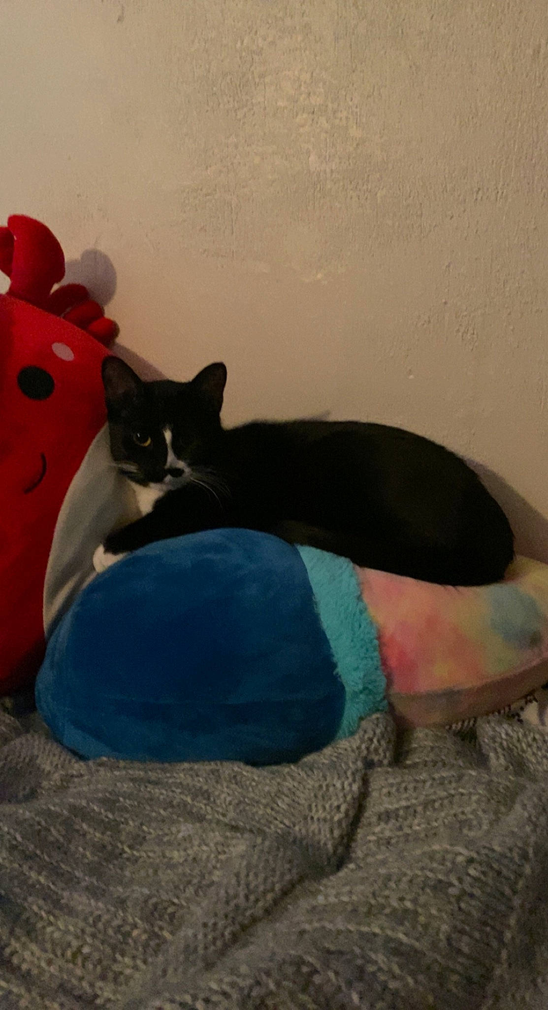 Ambrose is registered to the contest to win money with this photo: black_cat, bombay, carmine, carnivore, cat, cat_bed, cat_supply, comfort, domestic_short_haired_cat, felidae, fur, grey, mammal, pattern, paw, small_to_medium_sized_cats, tail, terrestrial_animal, vertebrate, whiskers