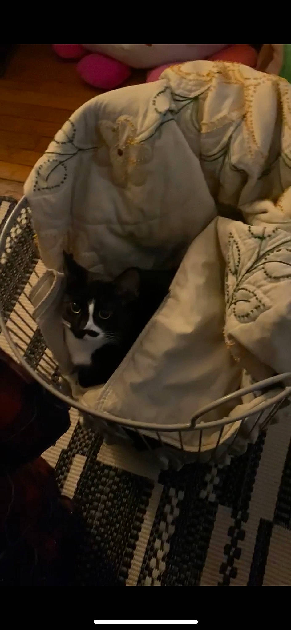 Ambrose is registered to the contest to win money with this photo: beard, carnivore, cat, chair, comfort, computer_keyboard, eyewear, felidae, formal_wear, fur, glasses, linens, monochrome, pattern, sitting, sleeve, small_to_medium_sized_cats, sunglasses, textile, whiskers