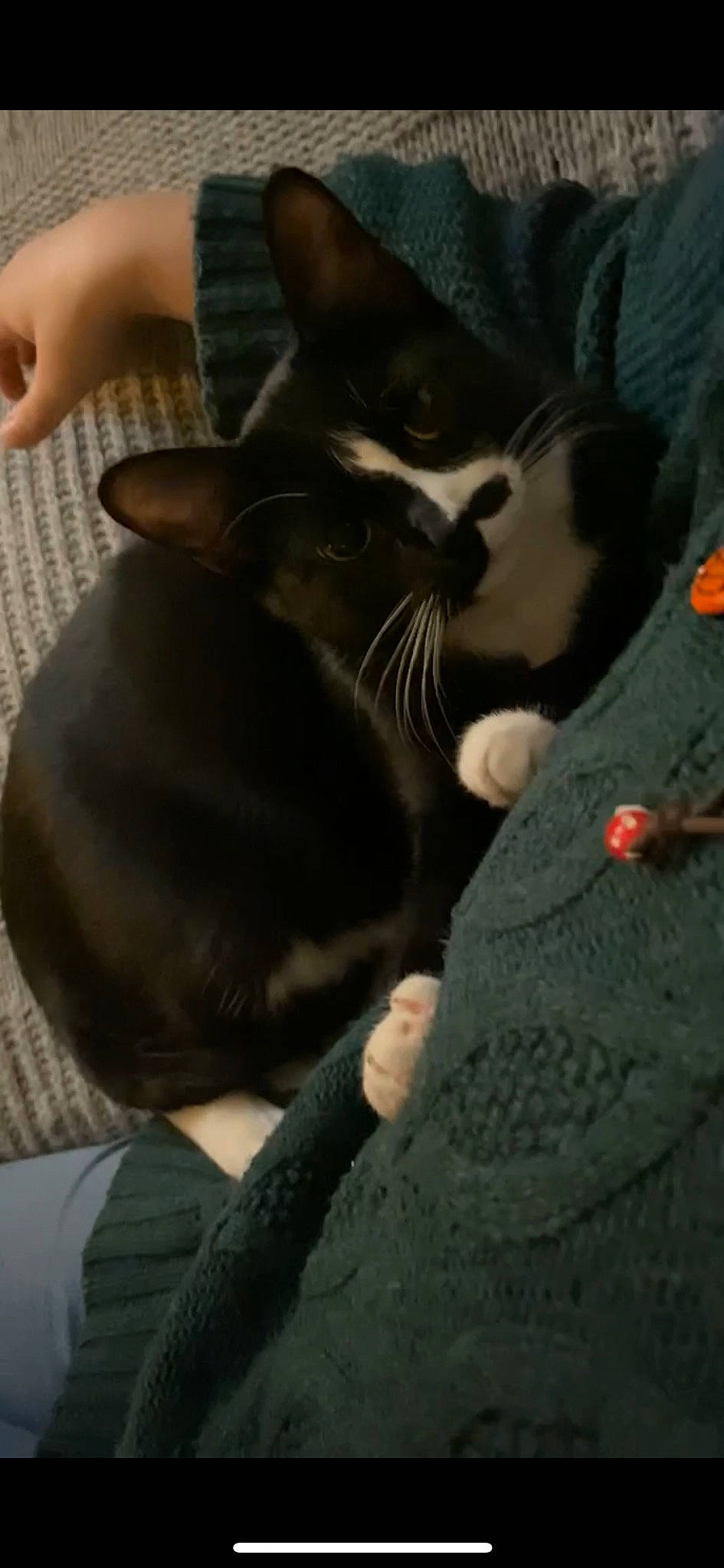 Ambrose joined the competition — help win amazing prizes! black_cat, carnivore, cat, claw, comfort, domestic_short_haired_cat, ear, felidae, finger, fur, gesture, grey, hand, mammal, nap, paw, small_to_medium_sized_cats, snout, tail, whiskers