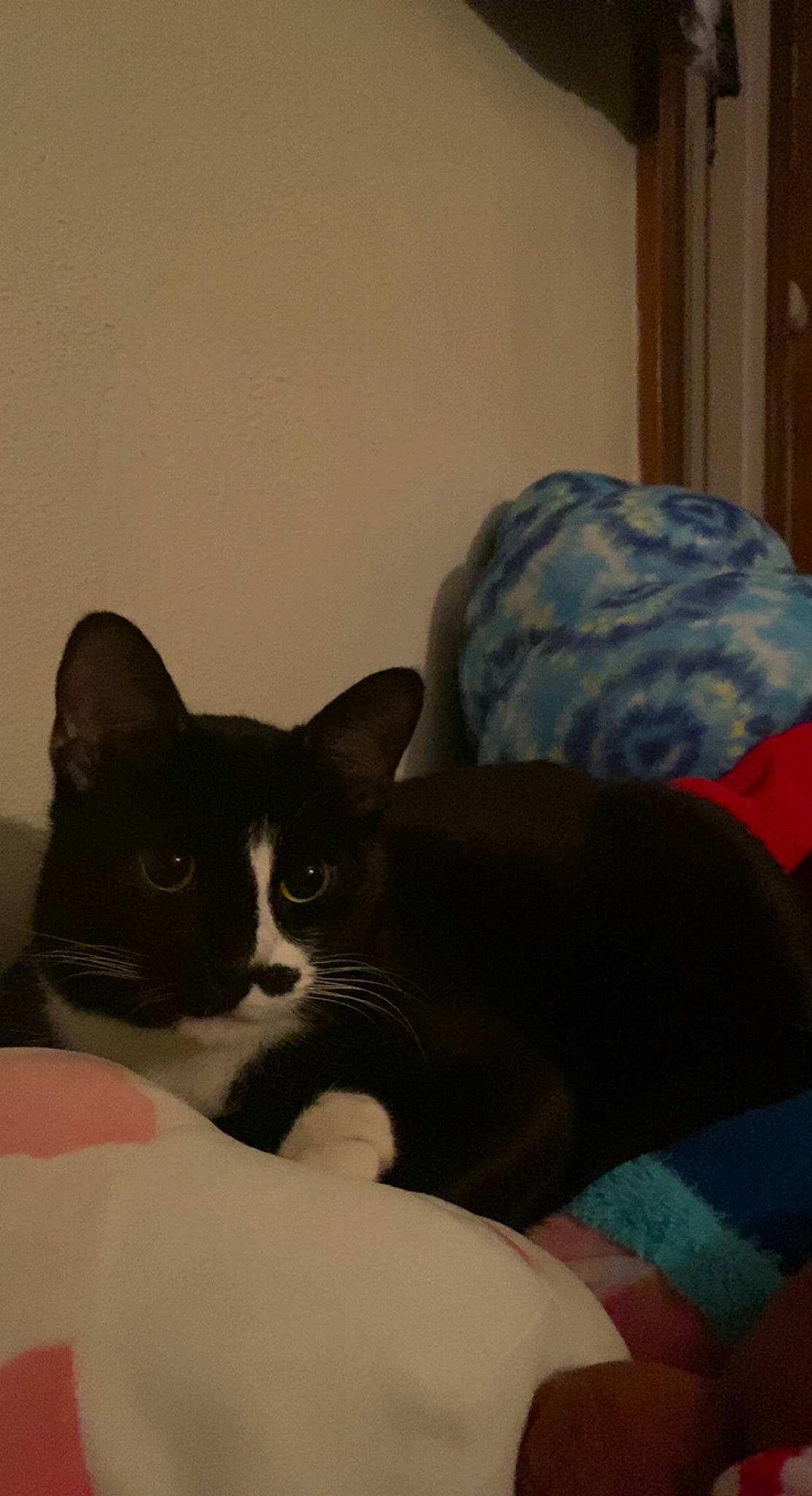 Ambrose joined the competition — help win amazing prizes! bedding, black_cat, box, carnivore, cat, cat_bed, cat_supply, comfort, couch, domestic_short_haired_cat, felidae, fur, grey, linens, mammal, paw, room, small_to_medium_sized_cats, tail, whiskers