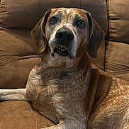 Dozer joined the competition — help win amazing prizes! animal, brown_couch, canine, close_up, companion, cozy, dog, domestic, ears, expression, face, fur, indoor, looking_at_camera, paw, pet, relaxed, resting, seated, snout