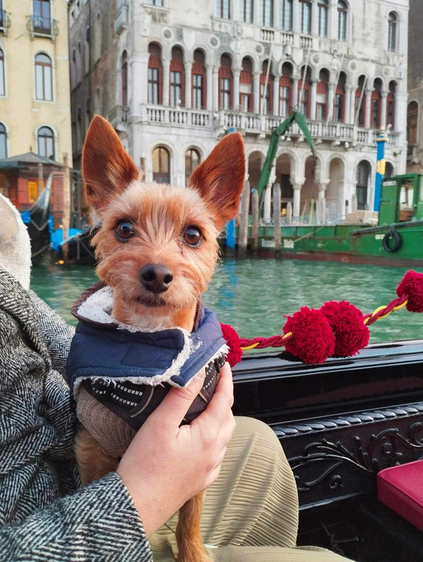 Rouky participe au concours pour gagner de l'argent avec cette photo : dog, pet, small_dog, canal, water, boat, person, hand, jacket, urban, building, architecture, window, outdoor, travel, tourism, river, seat, rope, red_pom_pom