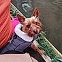 dog, small_dog, jacket, leash, water, dock, greenery, person, orange_shirt, wood, pet, outdoor, curious, brown_dog, canine, fur, ears, sitting, companion, cute