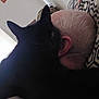 black_cat, cat, indoor, person, lying_down, bed, pillow, ear, head, blond_hair, patterned_fabric, window_light, framed_picture, wall, close_up, shadow, pet, cozy, resting, domestic_animal