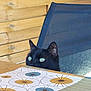 cat, black_cat, table, tablecloth, pattern, chair, mesh_chair, wooden_wall, curious, pet, indoor, feline, animal, ears, eyes, looking, sitting, furniture, home, closeup