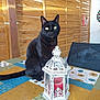 Diablo participe au concours pour gagner de l'argent avec cette photo : black_cat, cat, lantern, candle, tablecloth, patterned, wooden_wall, butterfly_decoration, indoor, pet, feline, animal, sitting, green_eyes, decor, chair, home, cozy, close_up, domestic_animal