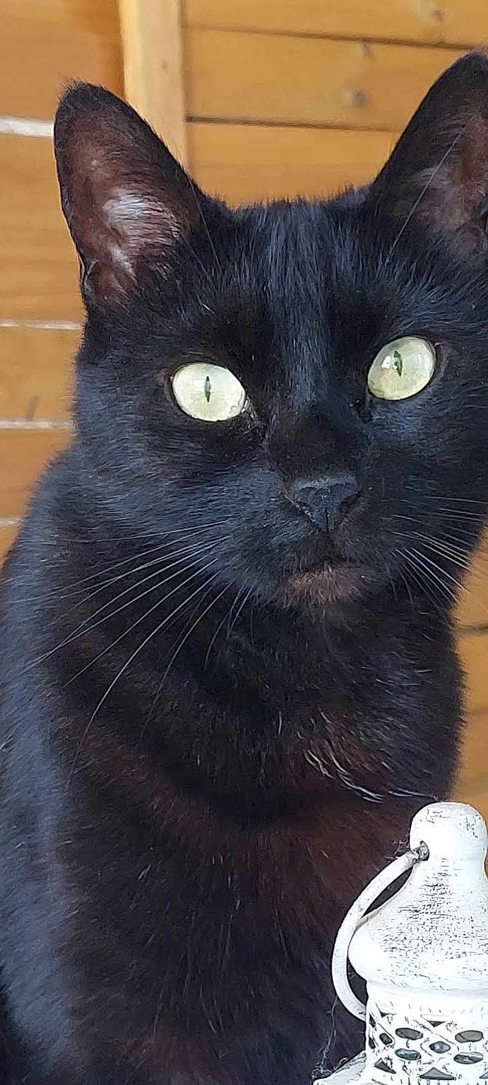 Diablo participe au concours pour gagner de l'argent avec cette photo : black_cat, cat, close_up, green_eyes, fur, whiskers, animal, pet, portrait, wood_background, lantern, decor, indoor, feline, mammal, cute, looking, calm, still_life, eye_contact