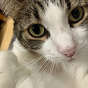 Coco joined the competition — help win amazing prizes! cat, close_up, whiskers, green_eyes, pink_nose, fur, pet, animal, curious, indoor, portrait, mammal, cute, tabby, white_fur, face, looking, feline, soft, domestic_cat