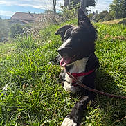 Aïdie participe au concours pour gagner de l'argent avec cette photo : dog, black_and_white, grass, sunlight, outdoor, pet, canine, tongue_out, leash, harness, nature, happy, ears_up, field, daylight, animal, playful, resting, closeup, summer