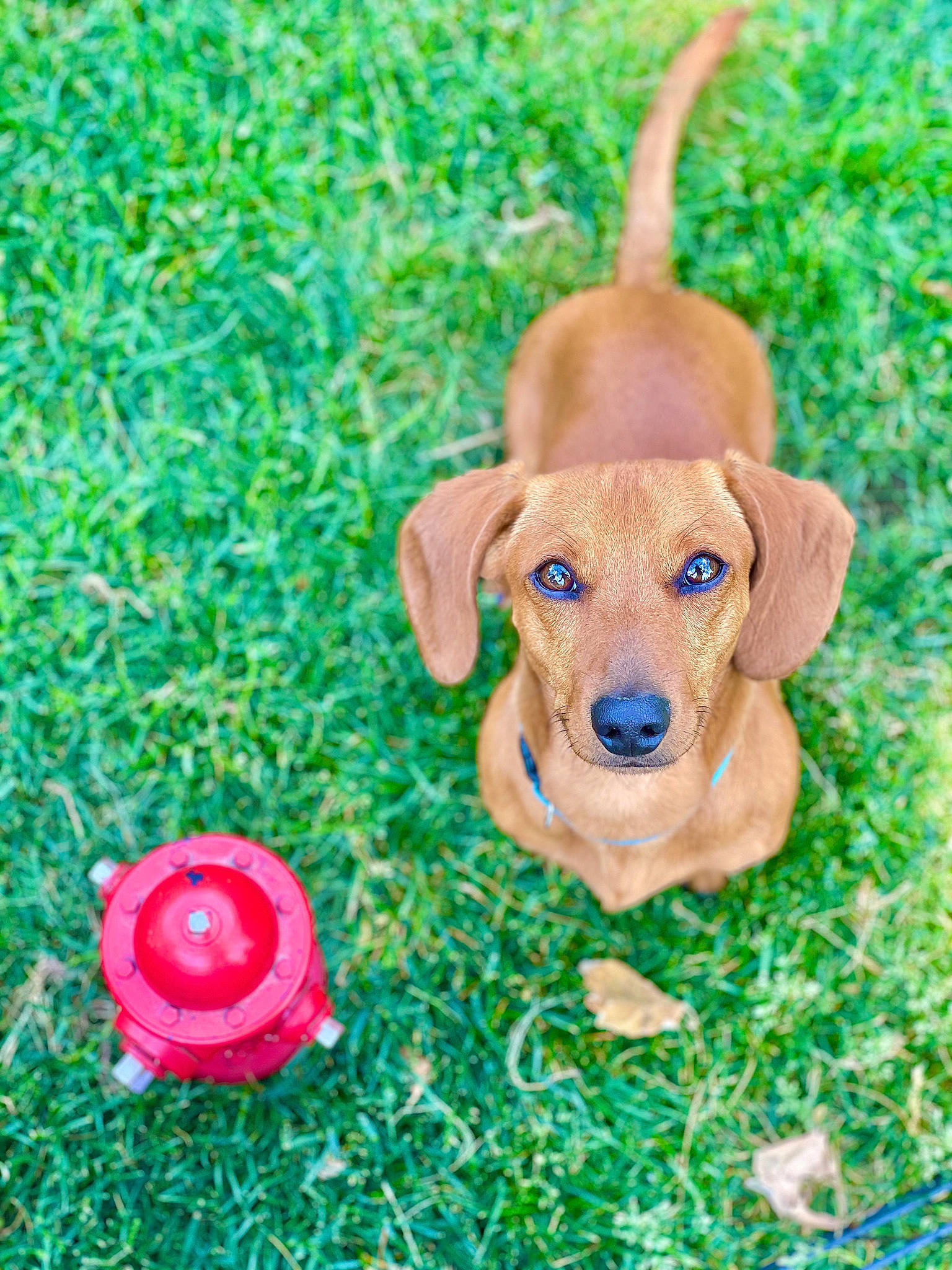 Jake is registered to the contest to win money with this photo: ball, carnivore, companion_dog, dog, dog_breed, dog_toy, fawn, grass, groundcover, liver, people_in_nature, petal, plant, rose_family, snout, terrestrial_animal, toy, whiskers, wood, working_animal