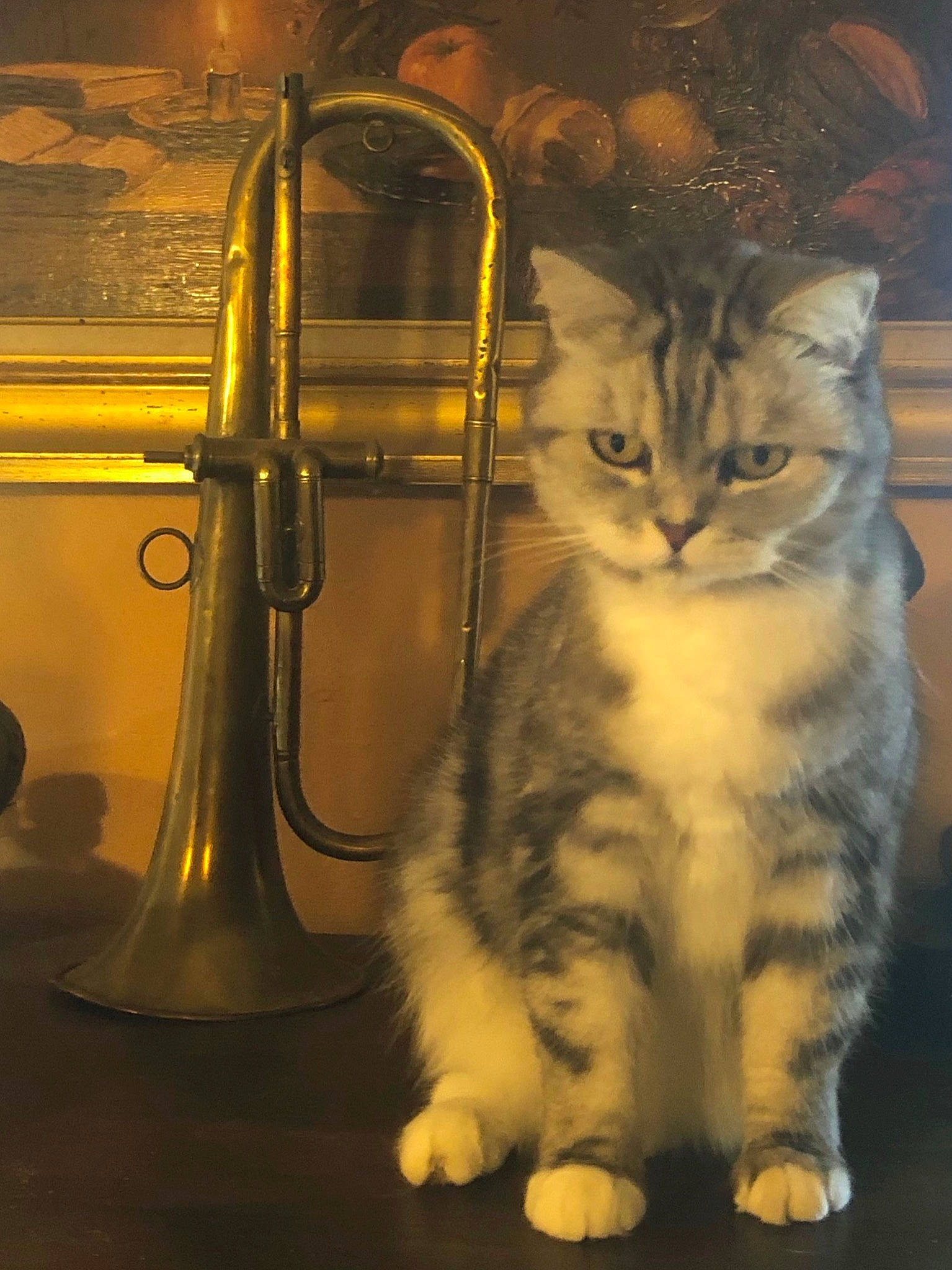 Grisette a rejoint le concours — aidez-le/la à gagner de superbes lots ! box, carnivore, cat, claw, domestic_short_haired_cat, felidae, fur, gas, home_appliance, metal, paw, pet_supply, plumbing, shelf, small_to_medium_sized_cats, snout, still_life, still_life_photography, tail, whiskers