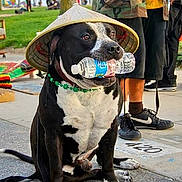 Meatball joined the competition — help win amazing prizes! accessory, animal, background, black_and_white, canine, collar, daylight, dog, footwear, grass, hat, outdoor, pavement, people, pet, sidewalk, sitting, street, urban, water_bottle