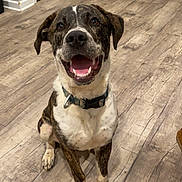 Kylo is registered to the contest to win money with this photo: animal, brindle, canine, collar, dog, domestic_animal, ears, floor, four_legs, happy, indoor, looking_up, mammal, mouth_open, pet, sitting, smiling, tongue, white, wooden_floor