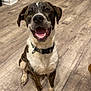 animal, brindle, canine, collar, dog, domestic_animal, ears, floor, four_legs, happy, indoor, looking_up, mammal, mouth_open, pet, sitting, smiling, tongue, white, wooden_floor