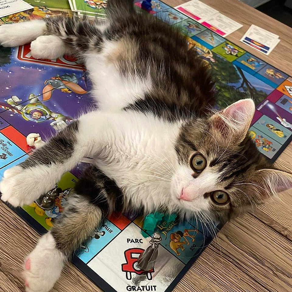 Fryti a rejoint le concours — aidez-le/la à gagner de superbes lots ! advertisement, animal, book, cat, face, furniture, hardwood, head, indoors, interiordesign, kitten, person, pet, poster, publication, stainedwood, table, tabletop, text, wood