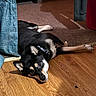Athena is registered to the contest to win money with this photo: dog, black_and_tan, lying_down, wooden_floor, blue_curtain, carpet, indoor, collar, pet, relaxed, sunlight, shadow, furniture, home, resting, animal, canine, flooring, cozy, domestic