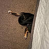 Athena is registered to the contest to win money with this photo: dog, legs, tail, carpet, bed, hiding, indoor, brown, black, tan, fur, pet, cozy, foot, sock, floor, texture, furniture, resting, animal