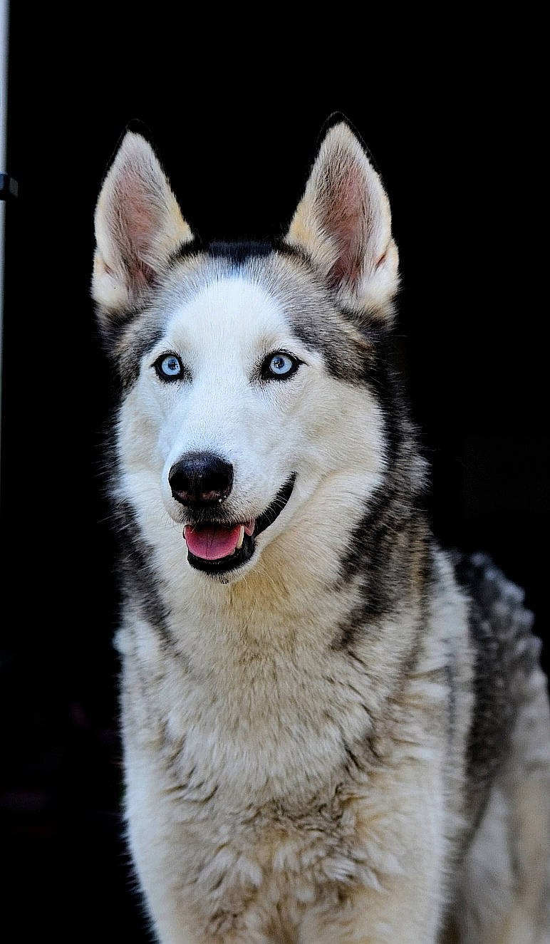 Falcon a rejoint le concours — aidez-le/la à gagner de superbes lots ! alaskan_malamute, canadian_eskimo_dog, canidae, carnivore, czechoslovakian_wolfdog, dog, dog_breed, mammal, native_american_indian_dog, northern_inuit_dog, saarloos_wolfdog, sakhalin_husky, seppala_siberian_sleddog, siberian_husky, sled_dog, snout, tamaskan_dog, vertebrate, west_siberian_laika, wolfdog