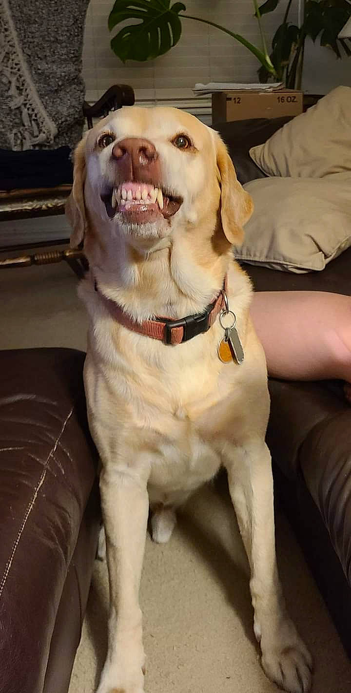 Ammo is registered to the contest to win money with this photo: canidae, carnivore, collar, comfort, companion_dog, dog, dog_breed, dog_collar, dog_supply, fawn, fur, gun_dog, leash, pet_supply, retriever, smile, sporting_group, whiskers, working_animal