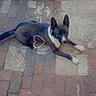 Sayko a rejoint le concours — aidez-le/la à gagner de superbes lots ! dog, canine, black_and_white, lying_down, outdoor, brick_pavement, sidewalk, paved_surface, pointed_ears, white_paws, white_chest, long_tail, brown_fur, black_fur, animal_portrait, looking_at_camera, relaxed, street, heart_shape, daylight