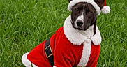 Sayko participe au concours pour gagner de l'argent avec cette photo : dog, santa_costume, christmas, holiday, grass, outdoor, portrait, standing, pet, animal, costume, red, white, hat, collar, belt, fur, ears, festive, photography