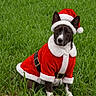 dog, santa_costume, christmas, holiday, grass, outdoor, portrait, standing, pet, animal, costume, red, white, hat, collar, belt, fur, ears, festive, photography