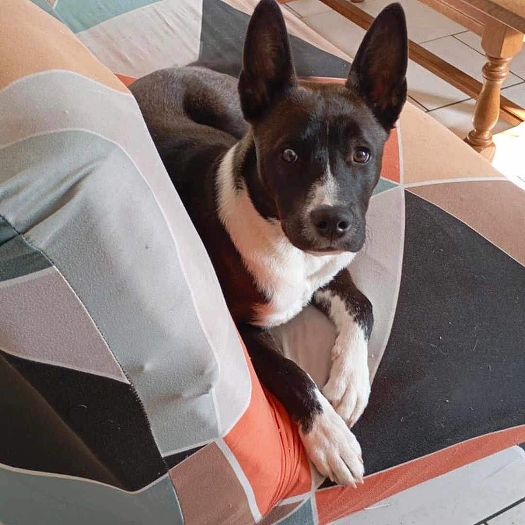 Sayko a rejoint le concours — aidez-le/la à gagner de superbes lots ! dog, black_and_white, pet, animal, portrait, sitting, lying_down, upright_ears, looking_at_camera, white_chest, white_paws, couch, sofa, blanket, patterned_fabric, indoor, living_room, table, sunlight, tiled_floor