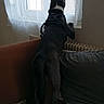 Sayko a rejoint le concours — aidez-le/la à gagner de superbes lots ! dog, canine, black_and_white, standing, back_view, pointed_ears, harness, sofa, couch, window, curtains, indoor, living_room, radiator, pillow, home, watching_outside, pet, backlighting, funny_pose