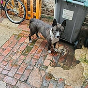 Sayko a rejoint le concours — aidez-le/la à gagner de superbes lots ! dog, canine, standing, outdoors, brick_pavement, wet_ground, bicycle, wheelie_bin, trash_bin, brick_wall, wooden_fence, urban, street, backyard, gray_fur, black_fur, white_chest, pointed_ears, portrait, daylight