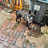 dog, canine, standing, outdoors, brick_pavement, wet_ground, bicycle, wheelie_bin, trash_bin, brick_wall, wooden_fence, urban, street, backyard, gray_fur, black_fur, white_chest, pointed_ears, portrait, daylight