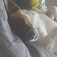 Twix participe au concours pour gagner de l'argent avec cette photo : carnivoran, dog, dog_breed_group, dog_like_mammal, fur, nose, snout, textile, whiskers, white