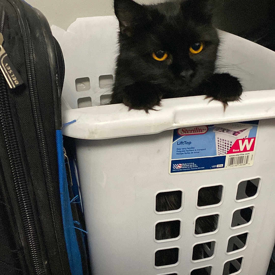 Momma Katt joined the competition — help win amazing prizes! animal, black_cat, cat, claws, clothing, container, curious, cute, domestic, feline, household, indoor, laundry_basket, peeking, pet, plastic_basket, portrait, suitcase, yellow_eyes, zipper