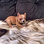 Bev is registered to the contest to win money with this photo: puppy, dog, brown, tan, white, blanket, couch, indoor, pet, small, cute, animal, young, fur, ears, lying_down, looking, soft, cozy, domestic