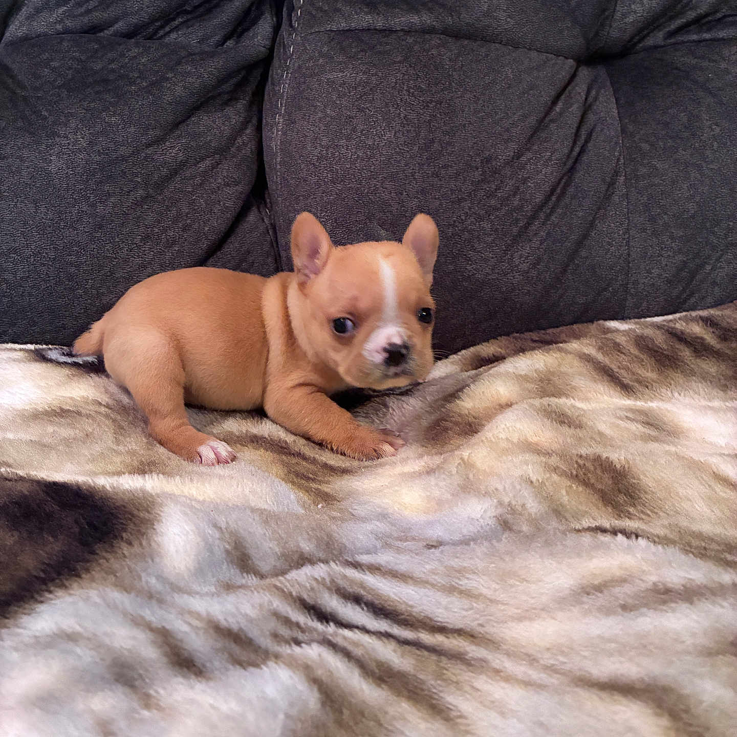 Bev is registered to the contest to win money with this photo: animal, blanket, brown, couch, cozy, cute, dog, domestic, ears, fur, indoor, looking, lying_down, pet, puppy, small, soft, tan, white, young