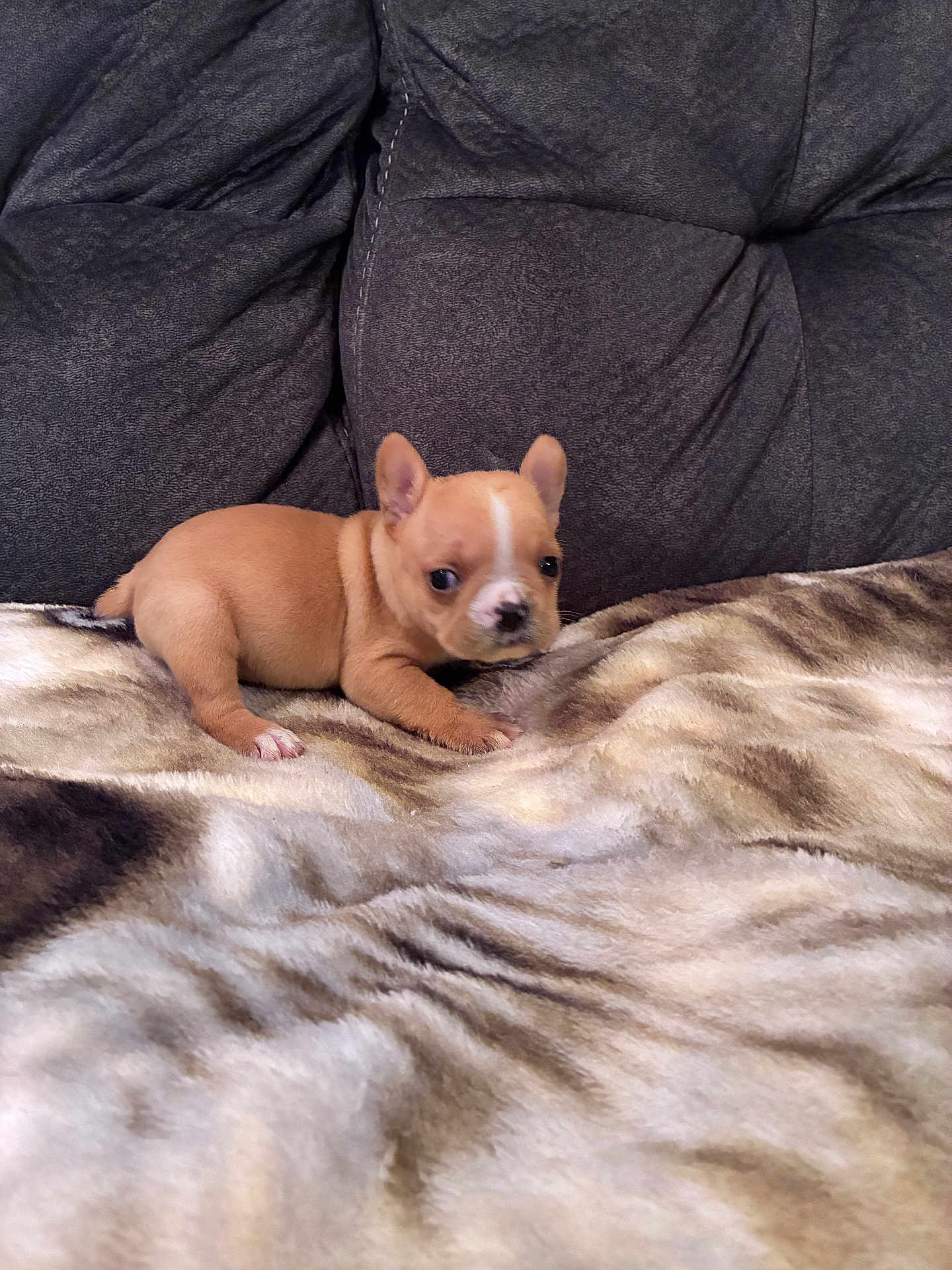 Bev is registered to the contest to win money with this photo: puppy, dog, brown, tan, white, blanket, couch, indoor, pet, small, cute, animal, young, fur, ears, lying_down, looking, soft, cozy, domestic