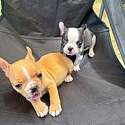 Bev joined the competition — help win amazing prizes! puppy, dog, french_bulldog, black_chair, outdoor, cute, pet, animal, young, small, playful, tongue_out, fur, ears, black_and_white, fawn, sitting, looking, fabric, closeup