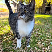 Mr. B is registered to the contest to win money with this photo: cat, tabby_cat, white_paws, grass, dry_leaves, fence, outdoor, daylight, autumn, trees, shed, animal, pet, curious, alert, nature, mammal, whiskers, tail, closeup