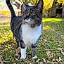 cat, tabby_cat, white_paws, grass, dry_leaves, fence, outdoor, daylight, autumn, trees, shed, animal, pet, curious, alert, nature, mammal, whiskers, tail, closeup