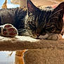 Mr. B joined the competition — help win amazing prizes! cat, tabby_cat, paw, pink_paw_pads, cat_tree, fuzzy, close_up, sleepy, relaxed, indoor, pet, animal, whiskers, fur, face, ears, nose, claws, sunlight, soft_texture