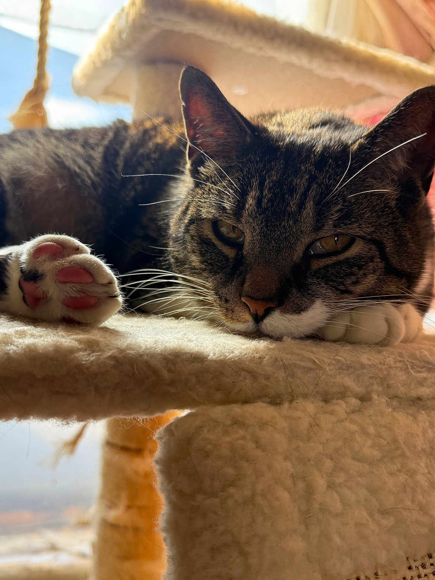 Mr. B joined the competition — help win amazing prizes! cat, tabby_cat, paw, pink_paw_pads, cat_tree, fuzzy, close_up, sleepy, relaxed, indoor, pet, animal, whiskers, fur, face, ears, nose, claws, sunlight, soft_texture