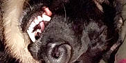 Zara is registered to the contest to win money with this photo: dog, pet, lying_down, teeth, close_up, black_fur, tan_fur, blanket, striped_blanket, colorful, laptop, indoor, cozy, sleeping, tongue, paw, cute, funny_expression, animal, domestic