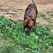 Alpha participe au concours pour gagner de l'argent avec cette photo : animal, brindle, canine, curious, daylight, dirt, dog, ears, earth, grass, greenery, ground, mammal, nature, outdoor, pet, sniffing, tail, vegetation, walking