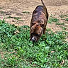 animal, brindle, canine, curious, daylight, dirt, dog, ears, earth, grass, greenery, ground, mammal, nature, outdoor, pet, sniffing, tail, vegetation, walking