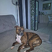 Alpha participe au concours pour gagner de l'argent avec cette photo : dog, brindle, couch, living_room, lamp, mirror, plant, indoor, furniture, relaxed, pet, tile_floor, window, curtains, decor, household, resting, canine, domestic_animal, comfortable