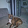 dog, brindle, couch, living_room, lamp, mirror, plant, indoor, furniture, relaxed, pet, tile_floor, window, curtains, decor, household, resting, canine, domestic_animal, comfortable